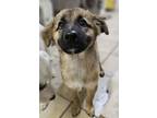 Adopt Cameron a Shepherd, Terrier