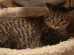 Adopt Zorro a Brown Tabby Domestic Shorthair / Mixed (short coat) cat in St.