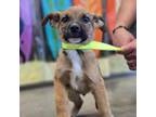 Adopt Cameron a Mixed Breed