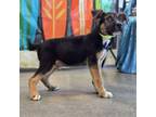 Adopt Edwin a Mixed Breed