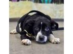 Adopt Snoopy a Mixed Breed