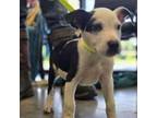Adopt Otis a Mixed Breed