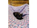 Adopt Sonar a Domestic Short Hair
