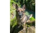 Adopt Lucius a German Shepherd Dog