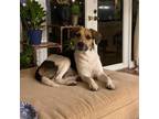 Adopt Dylan a Beagle, Mixed Breed