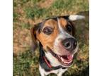 Adopt Cookie a Beagle