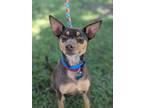 Adopt Dex a Miniature Pinscher, Mixed Breed