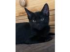 Adopt Flounder a American Shorthair