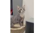 Adopt Jackson a Tabby, Domestic Short Hair