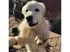 Adopt Travis a Great Pyrenees