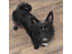 Adopt Scottie a Scottish Terrier, Mixed Breed