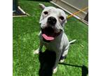 Adopt Smuckers a Boxer, Mixed Breed