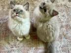 Daisys Kittens