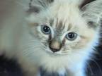 Siamese Mix