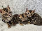 Bengal Kittens