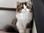 British Munchkin Longhair Girl