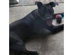 Adopt River a Labrador Retriever