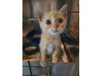 Adopt Butterscotch a Domestic Short Hair