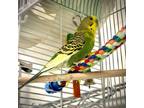 Adopt SUN a Parakeet (Other)