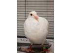Adopt SIRI a Pigeon