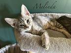 Melinda Domestic Shorthair Kitten Female