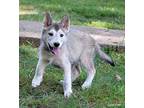 Sam Husky Puppy Male