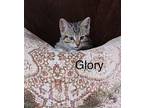 Glory Domestic Shorthair Young Female