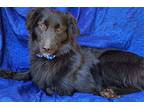 Willard Morgan Flat-Coated Retriever Young Male