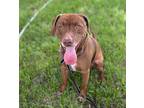 Chopper Labrador Retriever Adult Male
