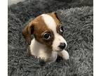 Winnie Chihuahua Puppy Female