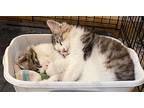 Chef Domestic Longhair Kitten Male