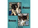 Buzzy Domestic Shorthair Kitten Male