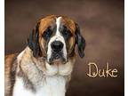 Duke St. Bernard Adult Male