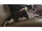 Zoey Boston Terrier Senior Female