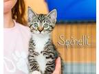 Spinelli Domestic Shorthair Kitten Male