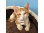 Odette Domestic Shorthair Kitten Female