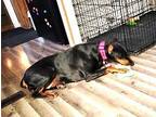 Ellie Doberman Pinscher Adult Female