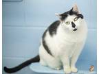 Sally Domestic Shorthair Senior Female