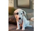 Mojito Great Pyrenees Puppy Male
