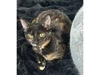 Tootsie Roll Domestic Shorthair Kitten Female