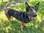 Olaf German Shepherd Dog Adult Male
