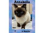 Annabella Domestic Longhair Young Female
