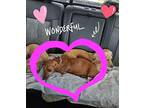 Rudy Rudolph Dachshund Adult Male