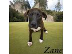 Zane Labrador Retriever Young Male
