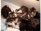 RaVioli Domestic Mediumhair Kitten Male