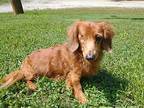 Stewie Dachshund Senior Male