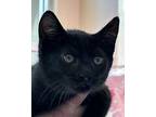 Hobbes Domestic Shorthair Kitten Female