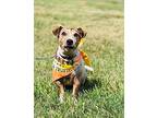Milo Jack Russell Terrier Senior Male