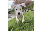 Aspen Puppy Female