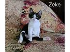 Zeke Domestic Shorthair Young Male